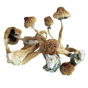African Transkei Mushroom
